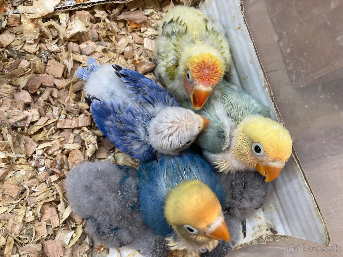 Rucne dokrmovane agapornisy fischer opalin tyrkys