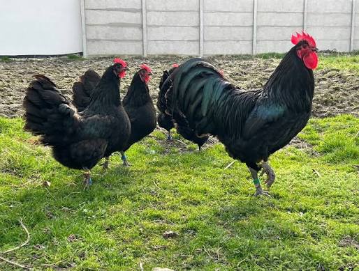 Predám kuriatka Australorpky čiernej
