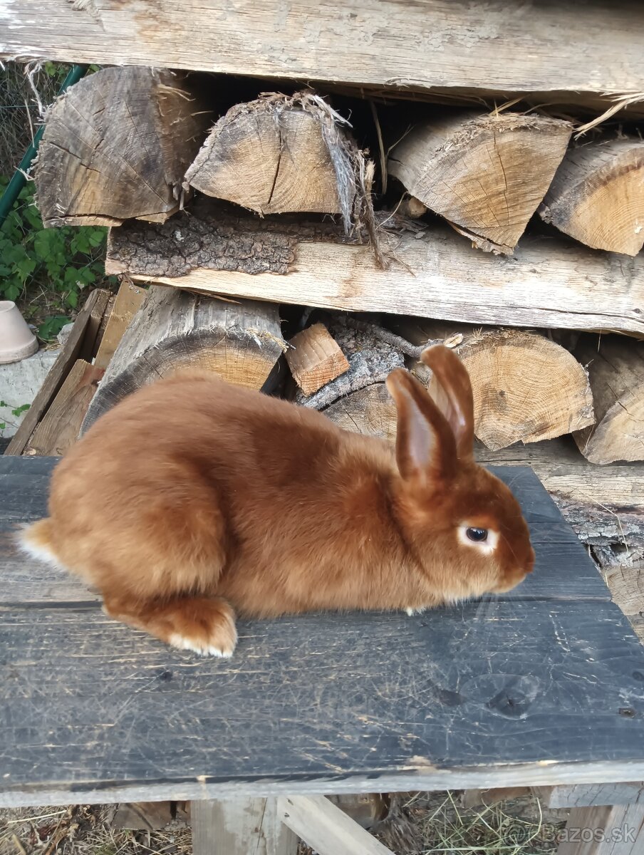 Ponúkam na predaj králiky