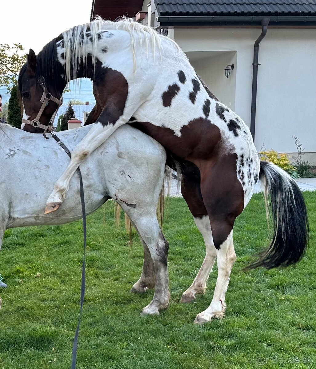 Paint horse pripúšťanie APH