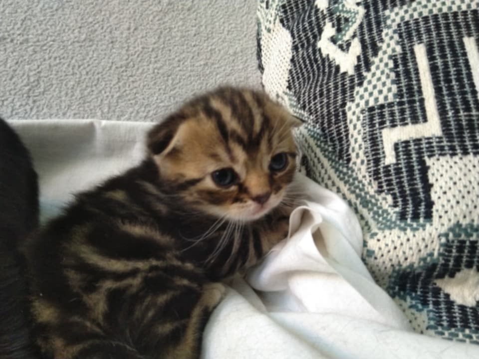 Škótska klapouchá - predám mačiatka
