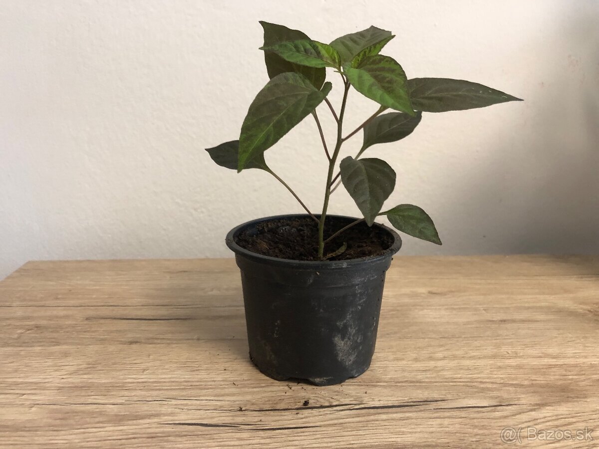 Chilli sadenice