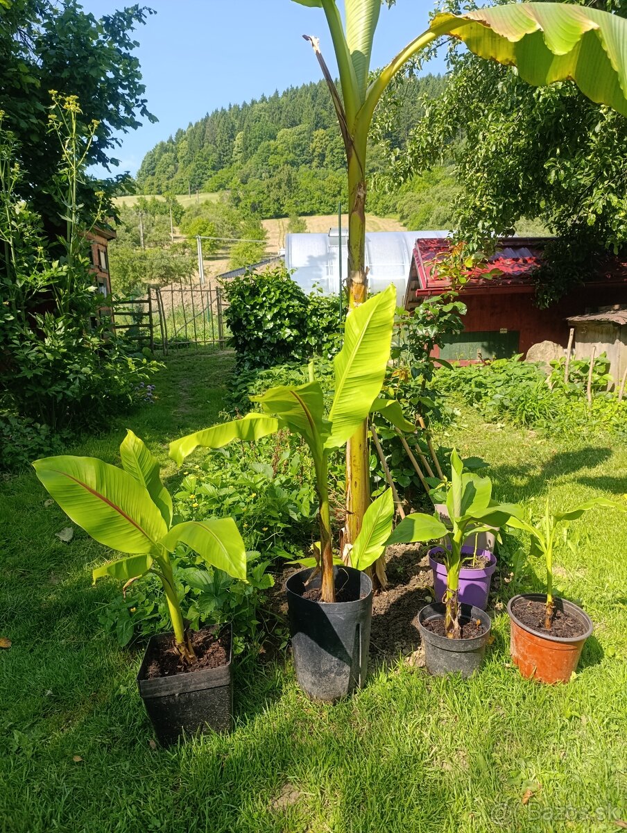 Mrazuvzdorný bananovník-Musa basjoo