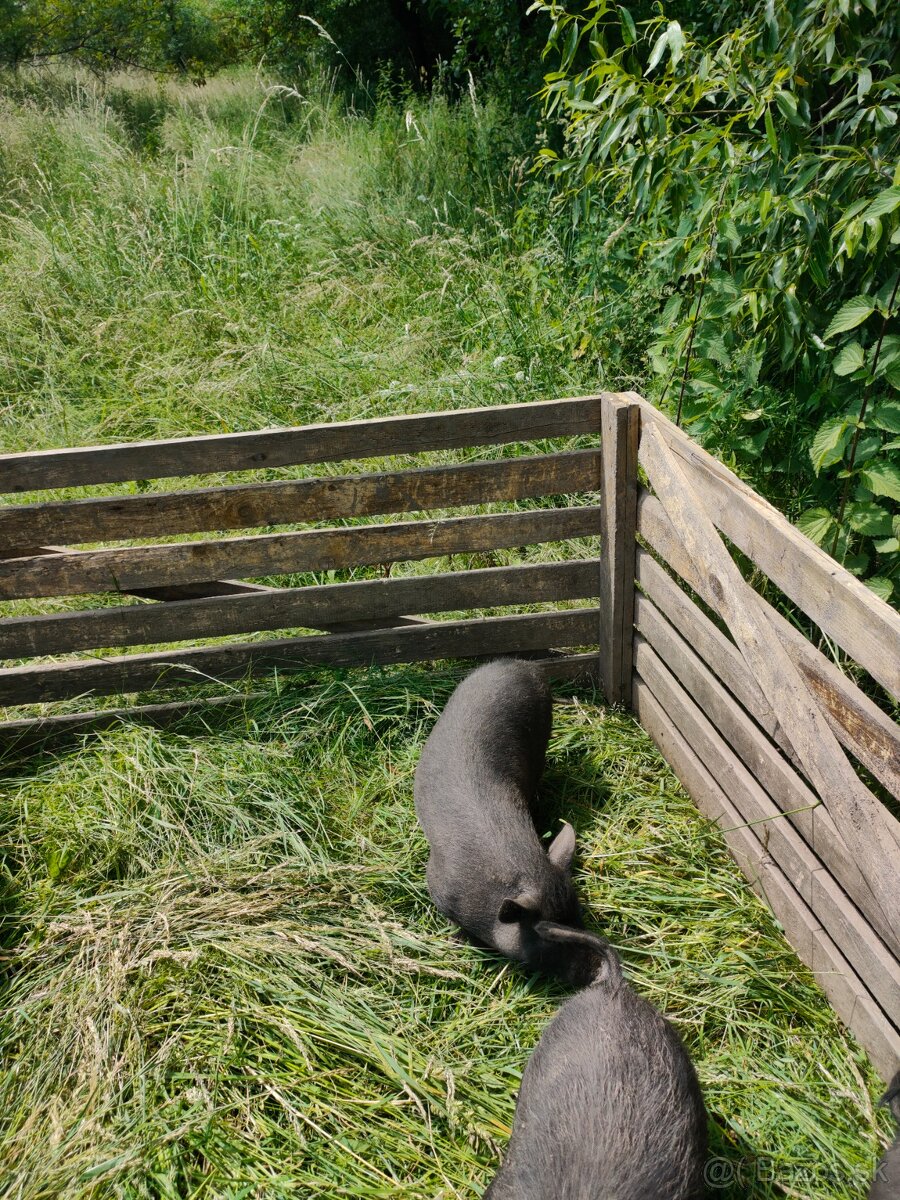 Vymením vietnamského kanca
