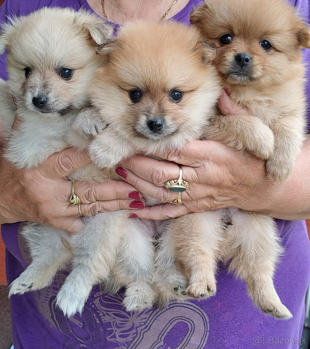 Nemecký trpaslicí špic typ pomeranian