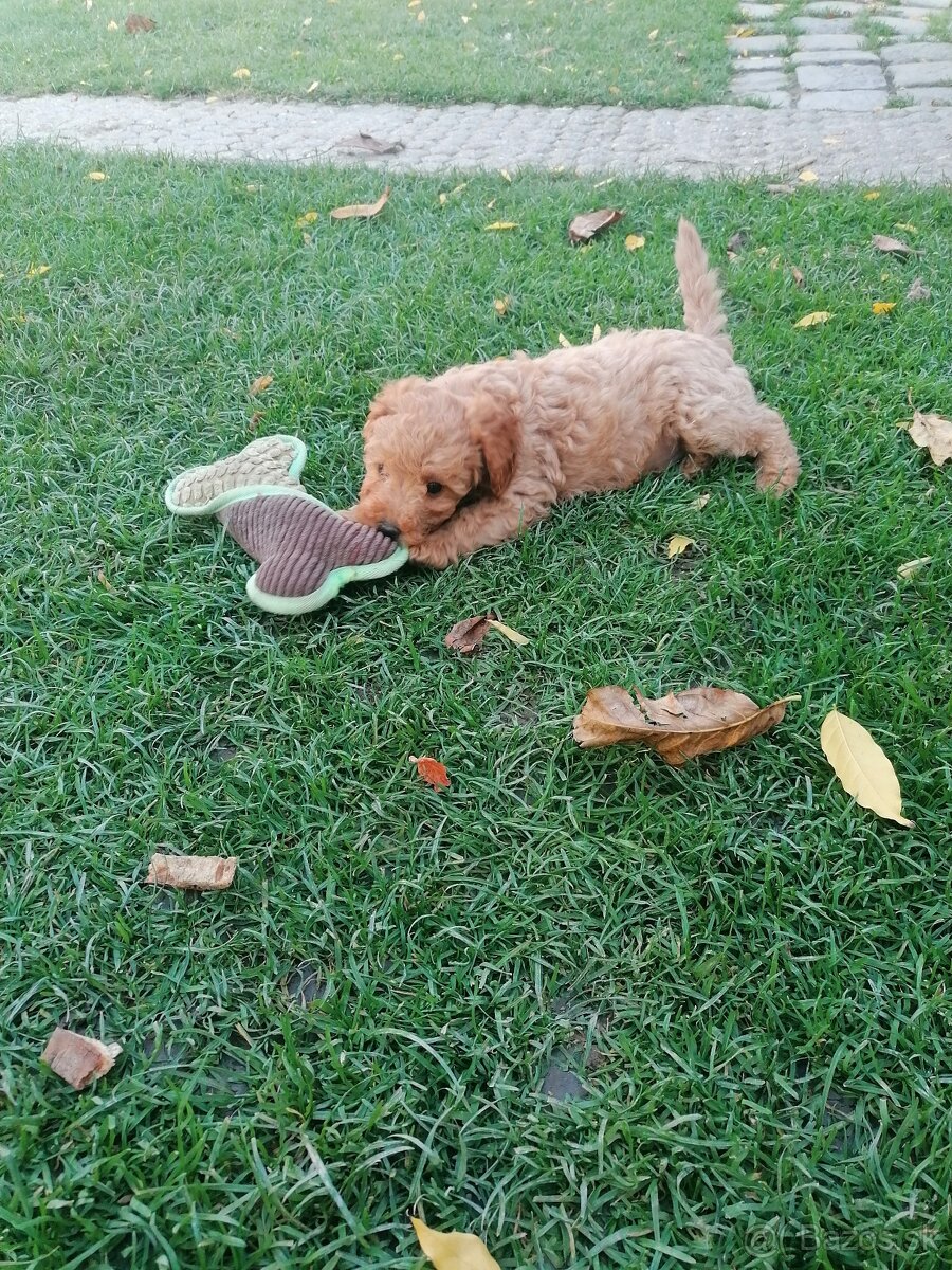 Predam stenata pudel maly