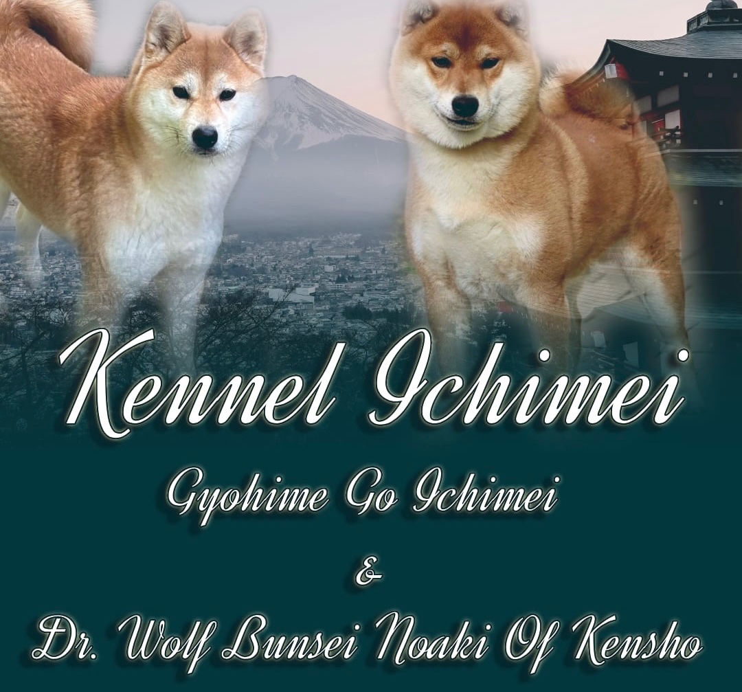 Shiba Inu ICHIMEI