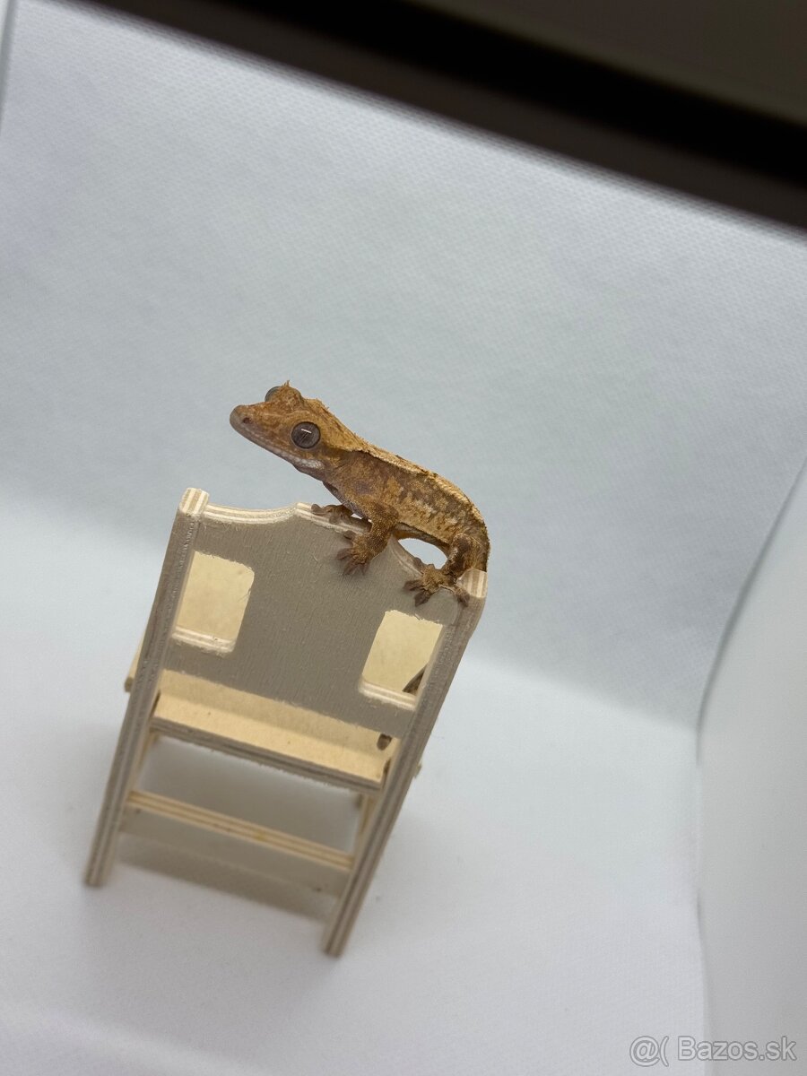Neurčené mláďatká pagekona riasnateho