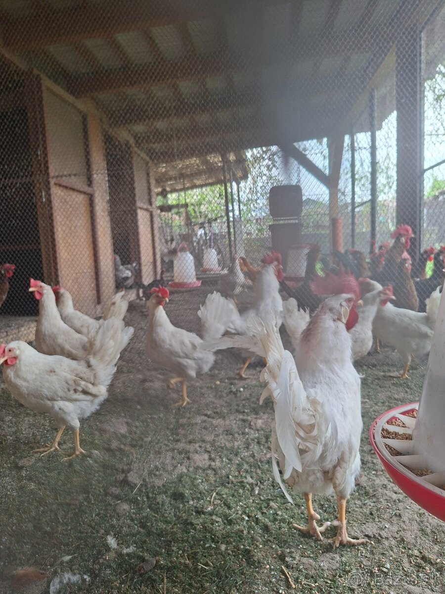 Leghorn násadové vajcia