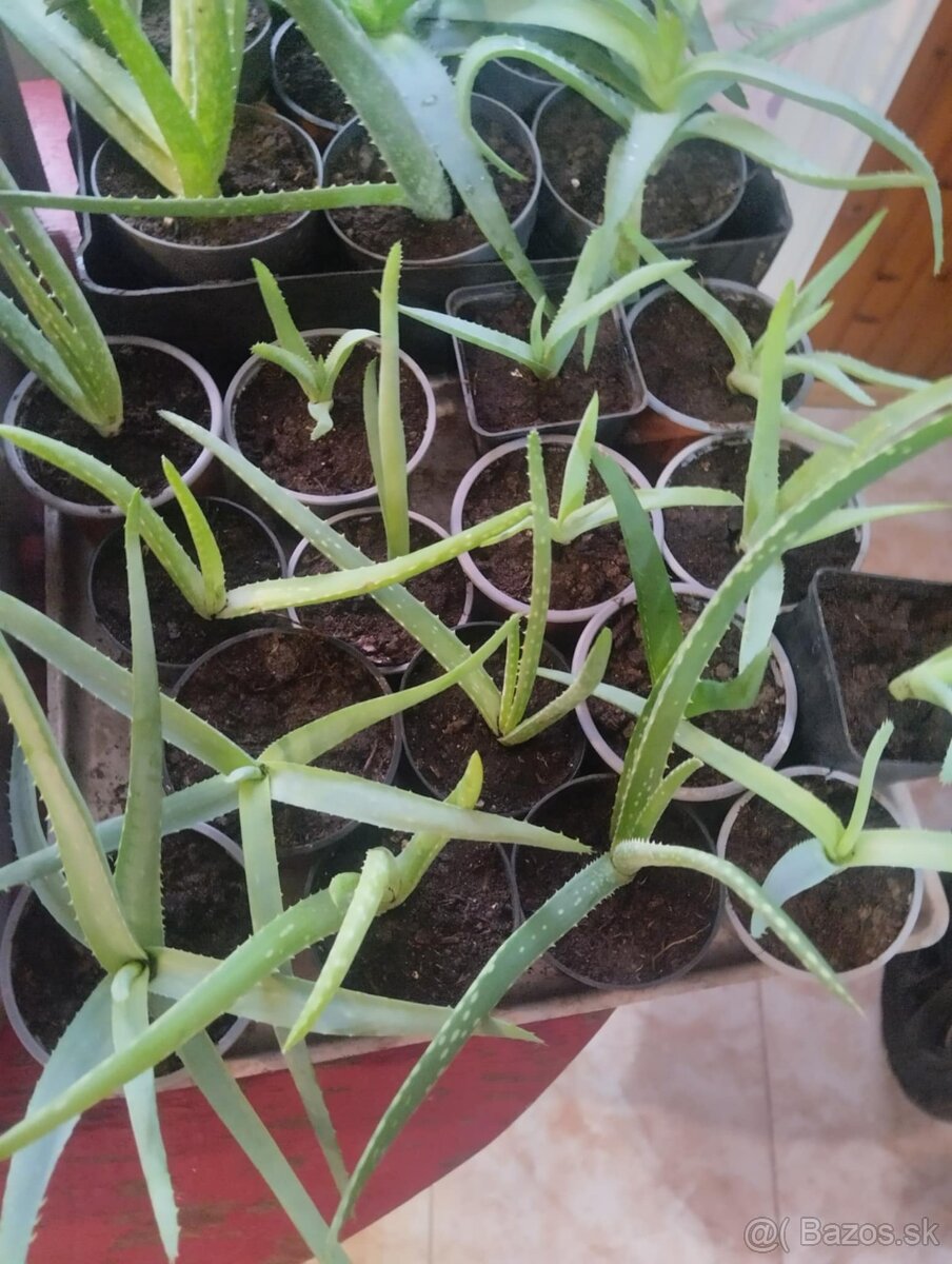 Aloe vera
