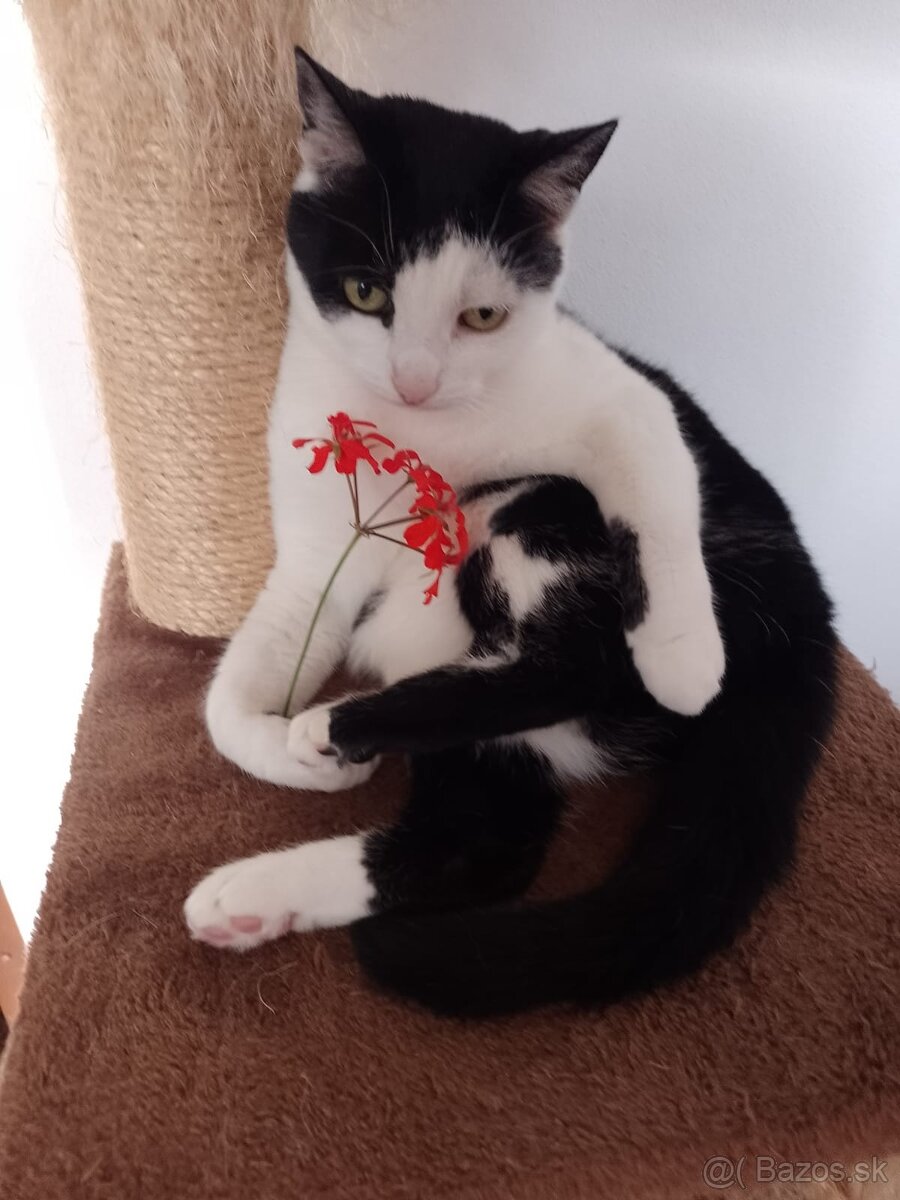 Mačička Molly veľmi milá a nenáročná
