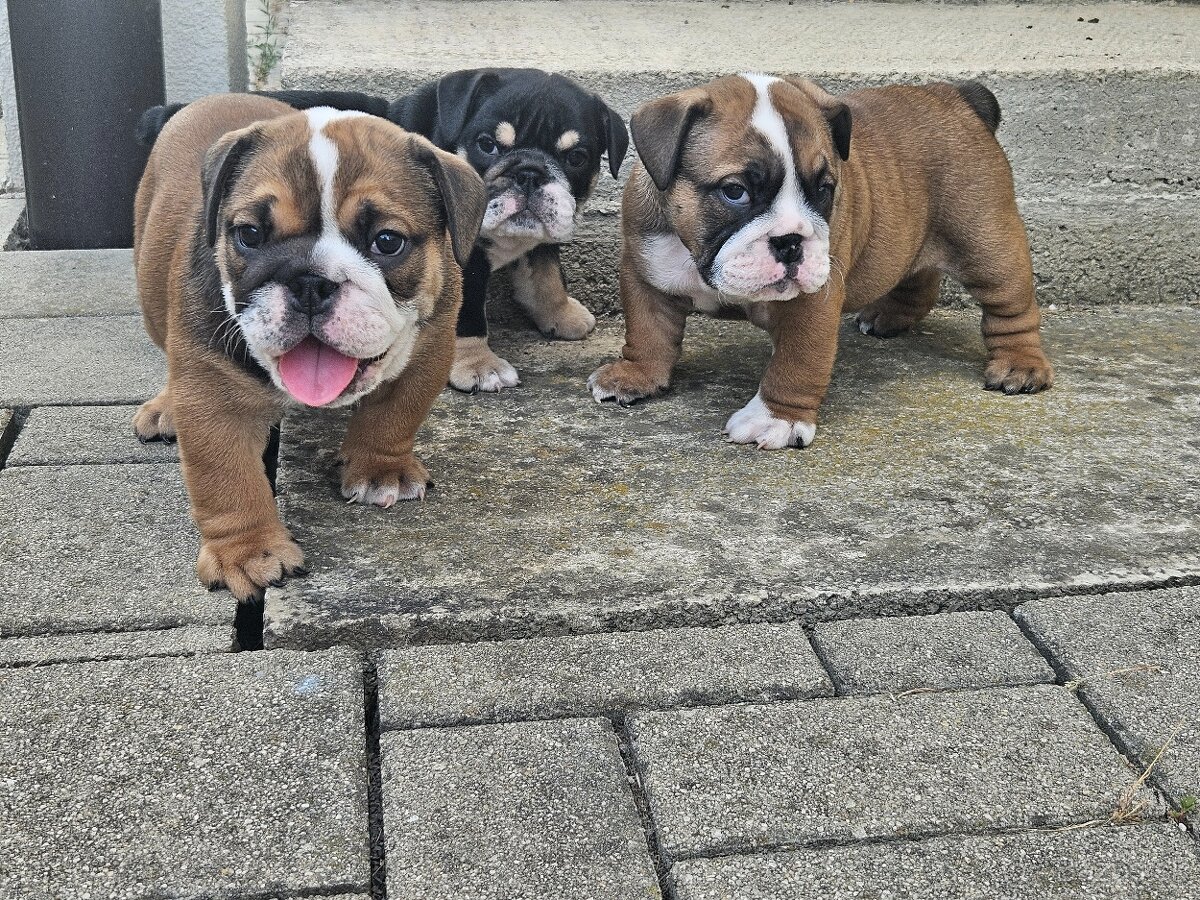 Anglicky buldog,bulldog