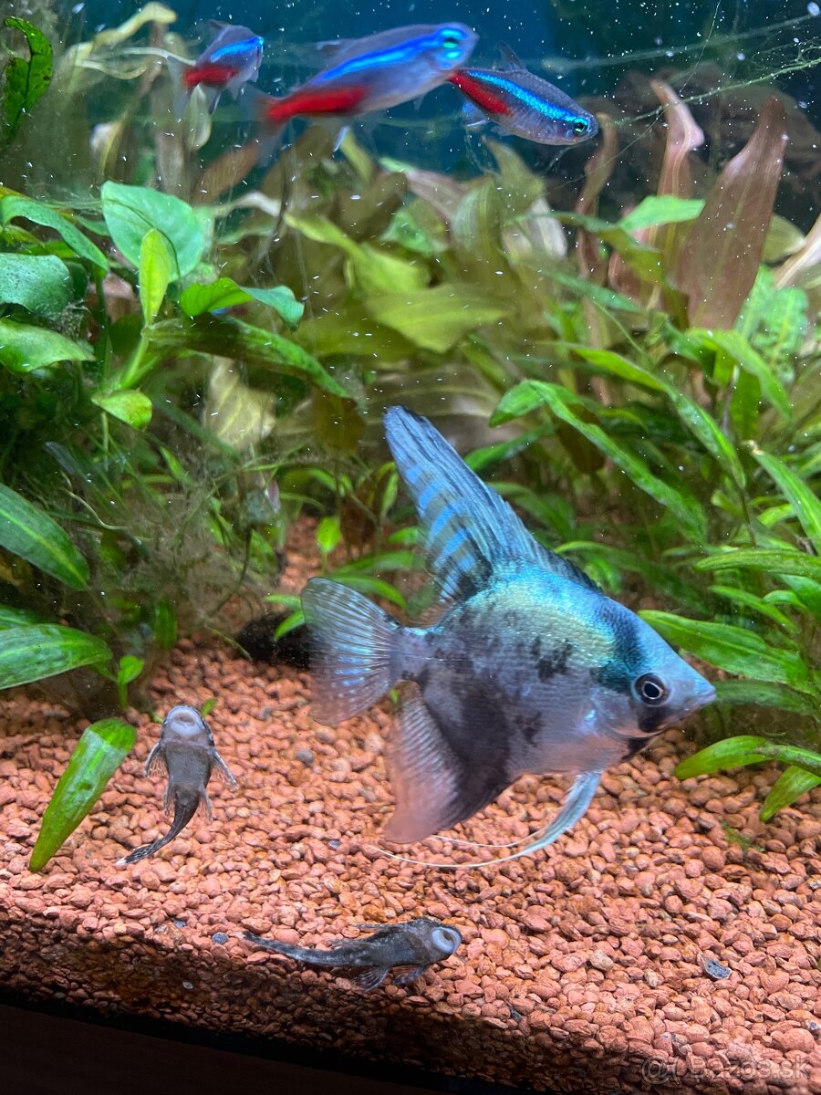 Prisavniky