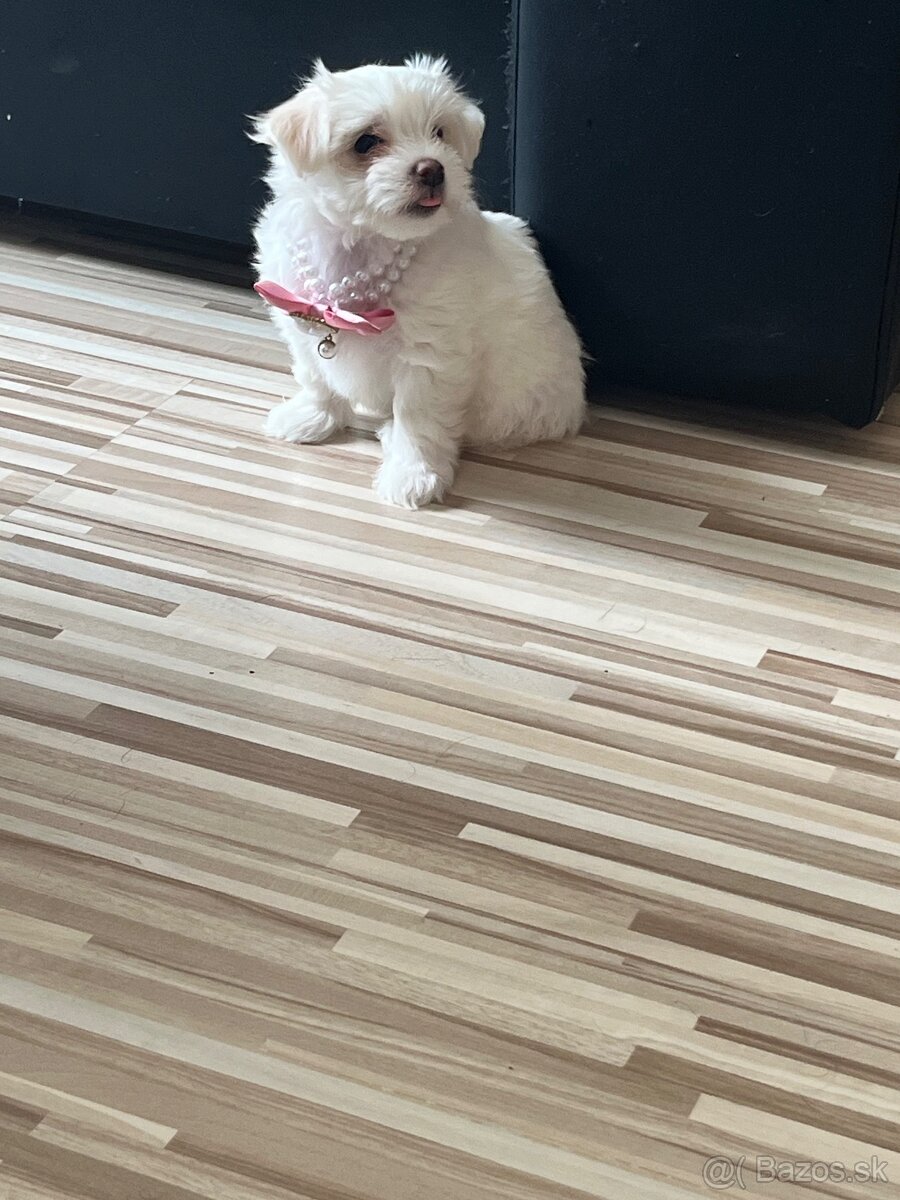 Mini Maltezak