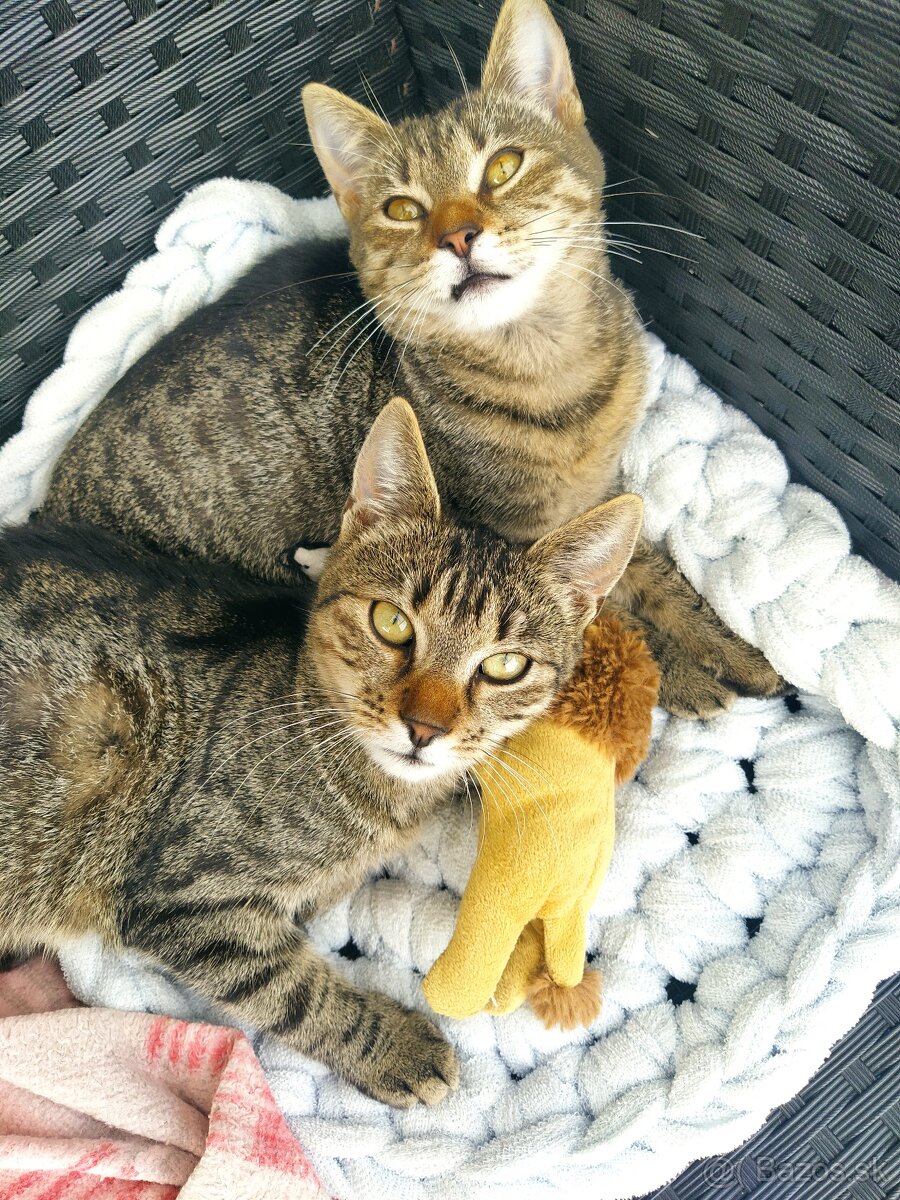 Darujem tigre