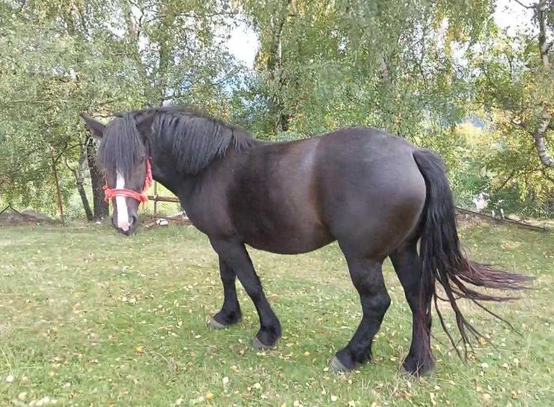 Predám tažnu kobilku