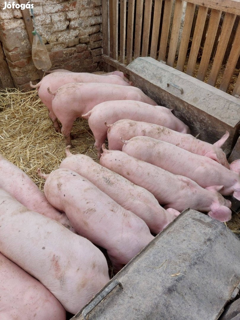 Odstavčatá 30kg