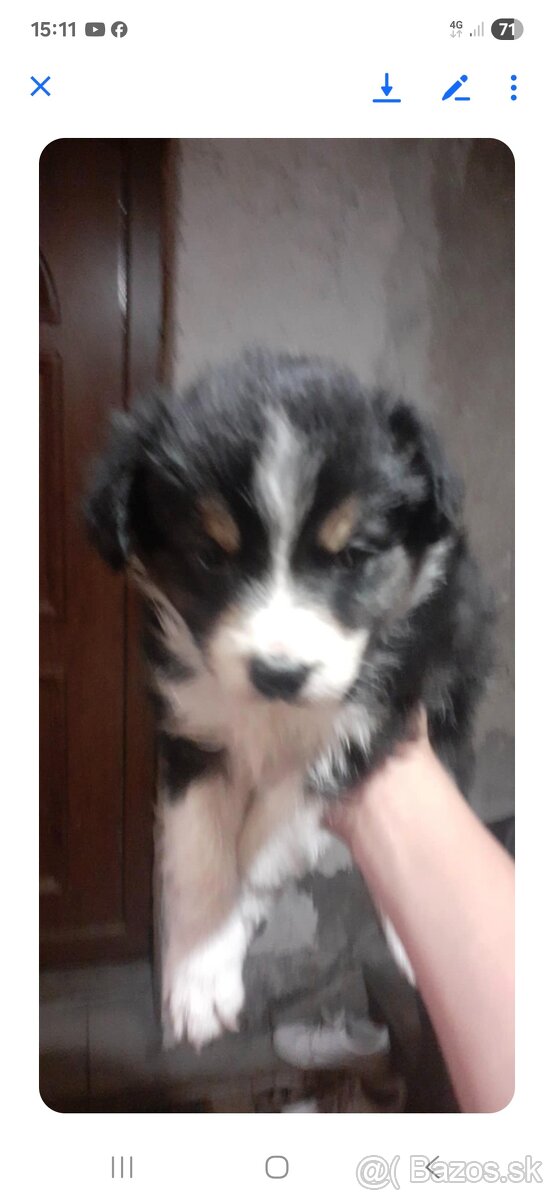 Predám stena bordel kolie