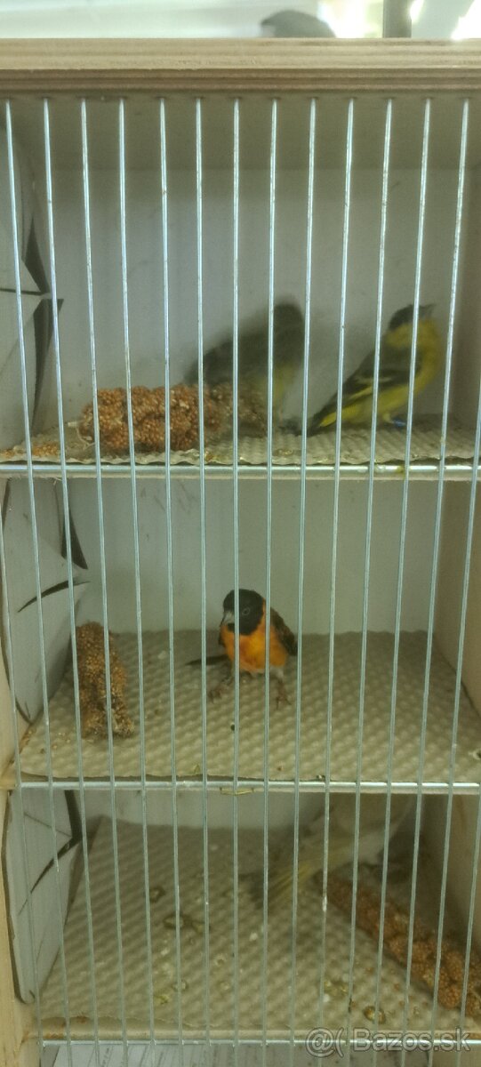 Predám Čižíkov Ohnivých