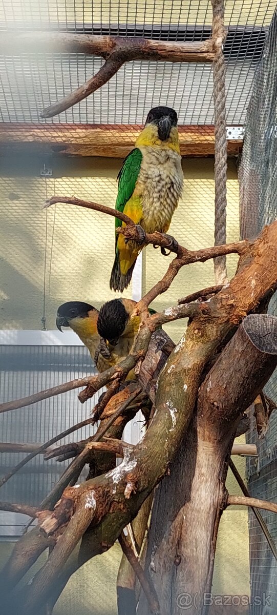 Amazonik ciernotemenny