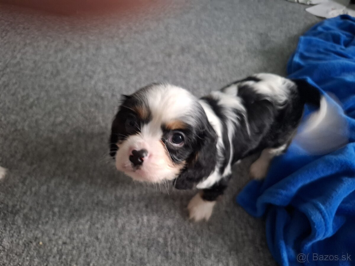 Predám Cavalier King Spaniel