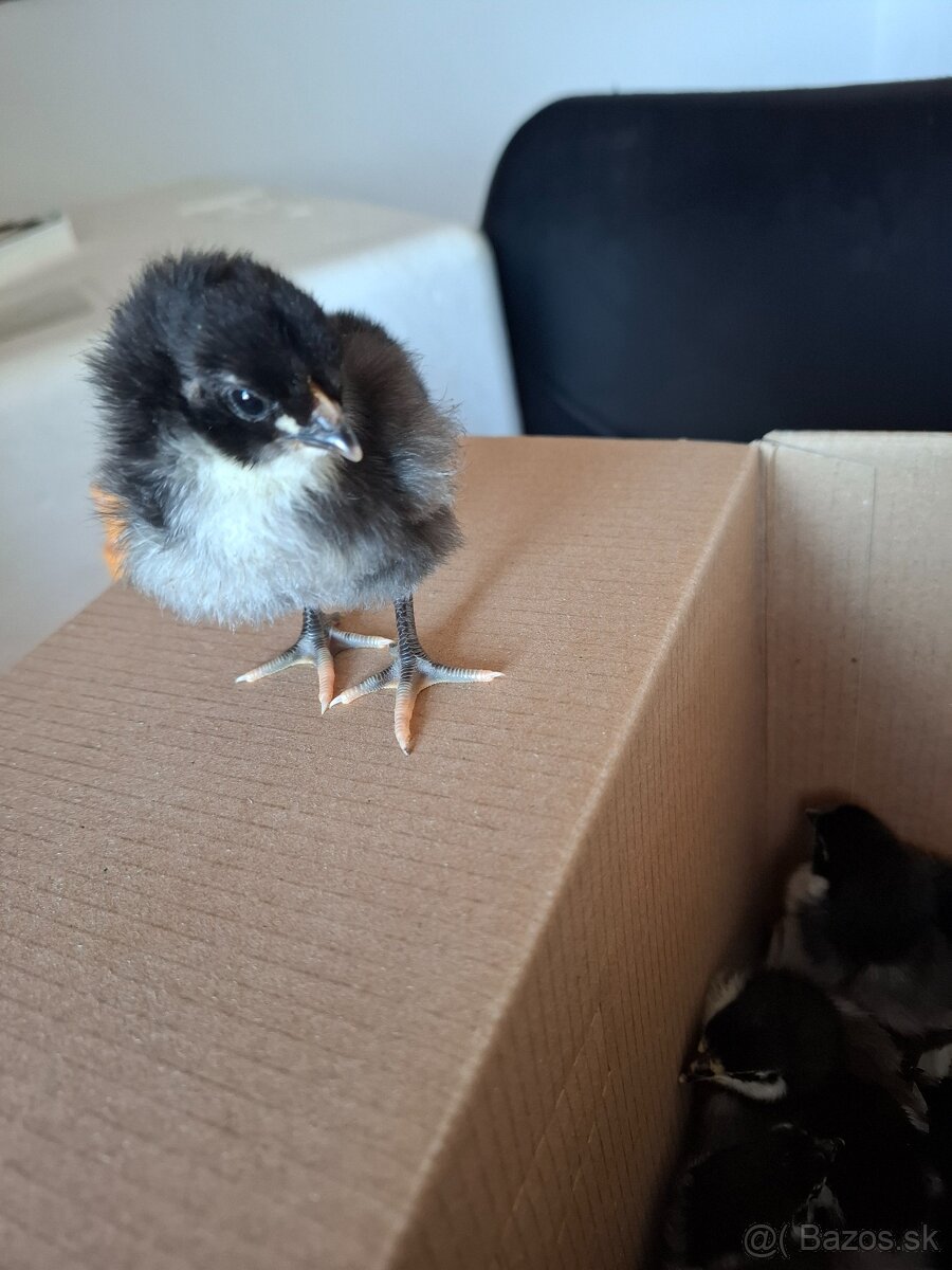 Australorpka ciernaNV