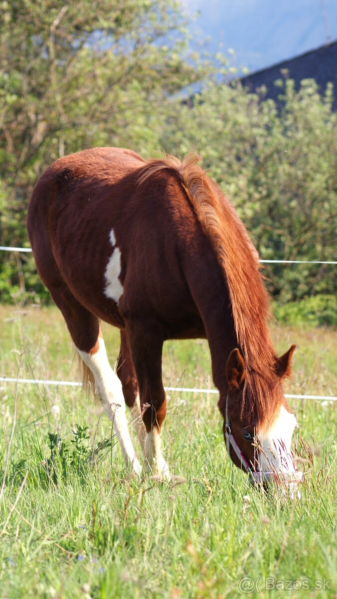 Kobyly Quarter Horse