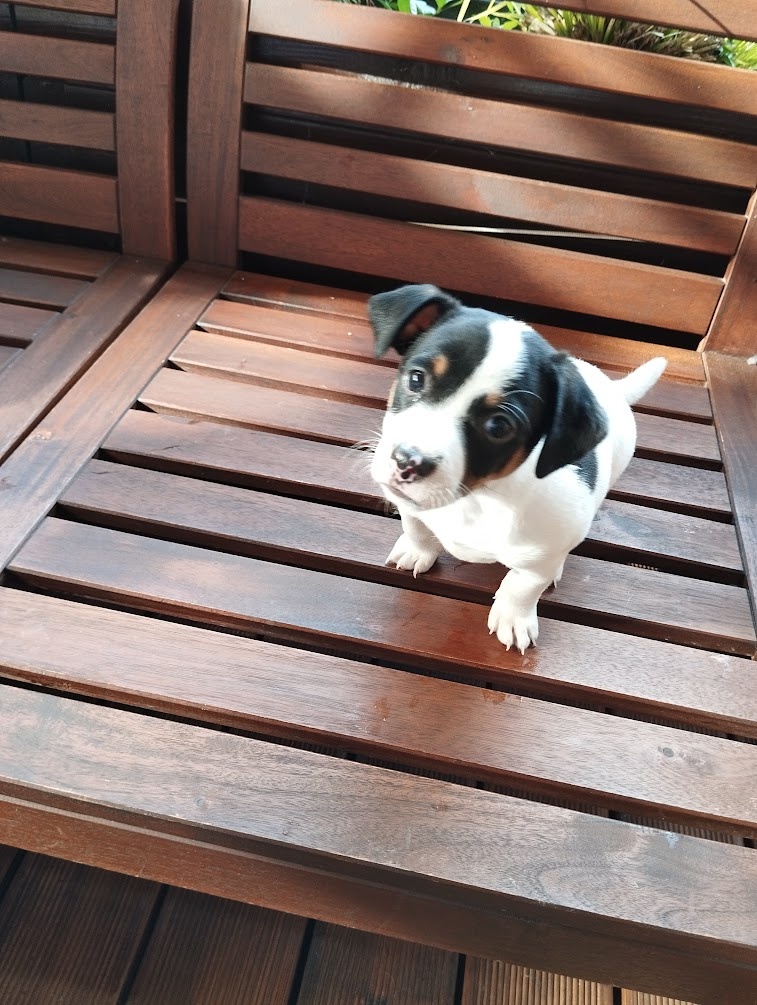 Jack Russel terier
