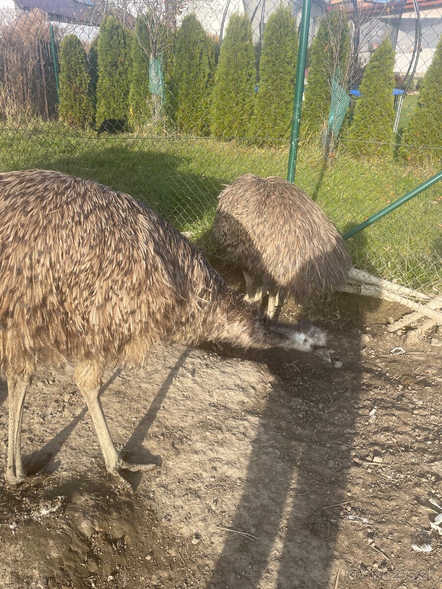 Emu