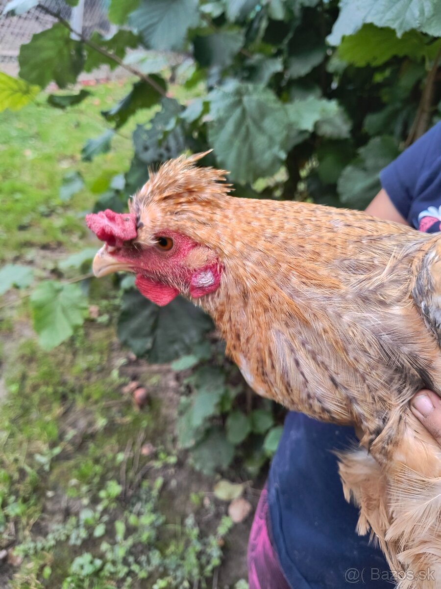 Kohút Cream legbar, Marans medenokrký, Chochlačka