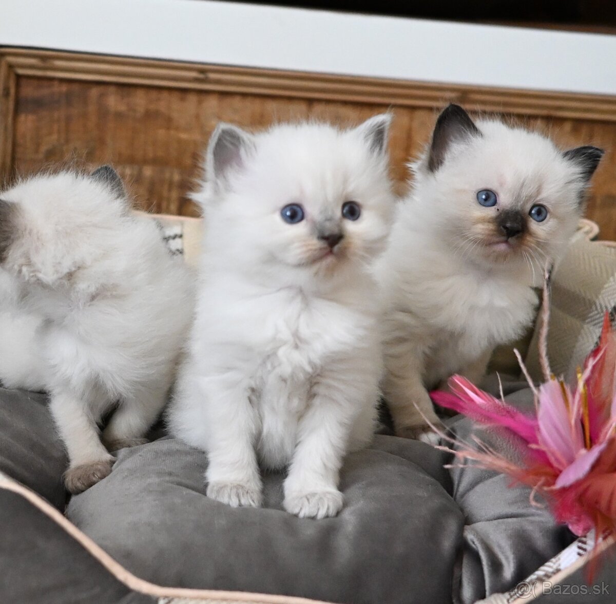 RAGDOLL mačiatka s rodokmeňom,