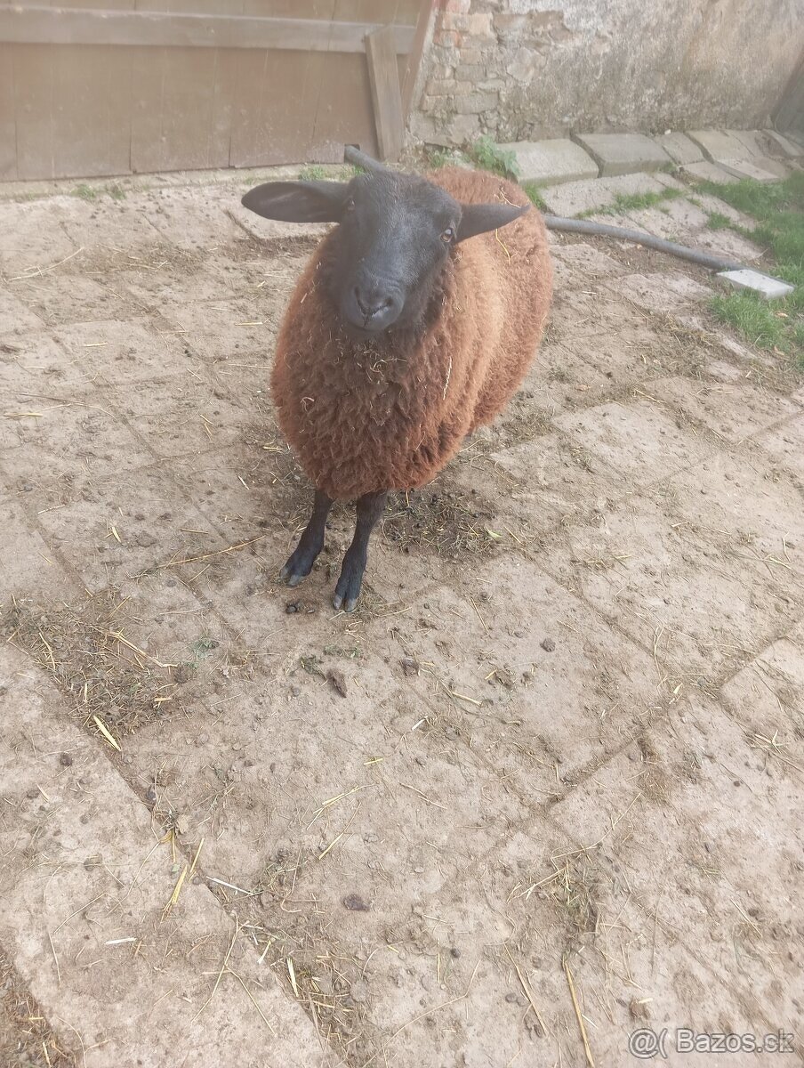 vf ovce a nepříbuzný beran