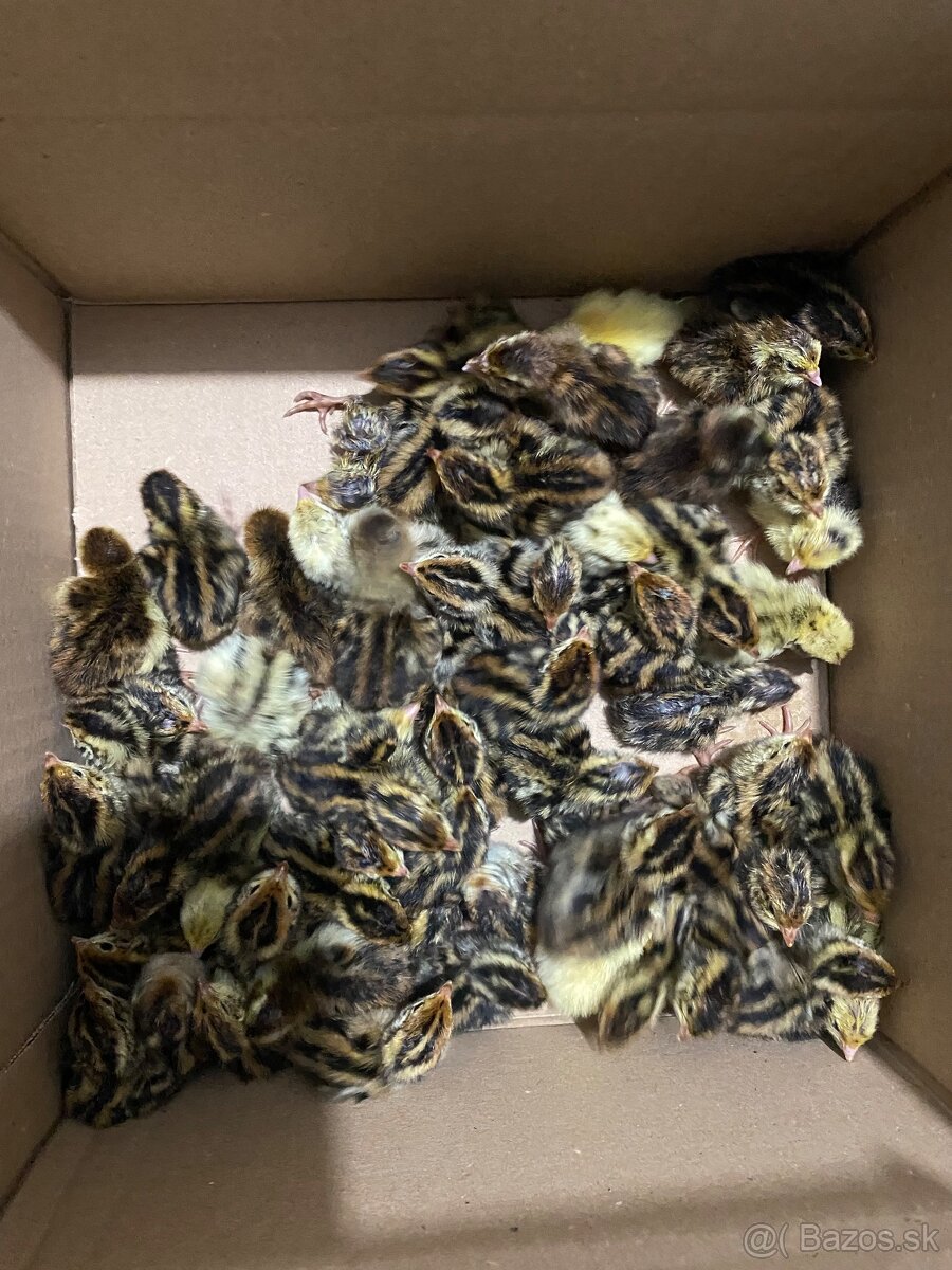 Prepelice japonské,prepeličie vajíčka,vajcia,trus,hnojivo