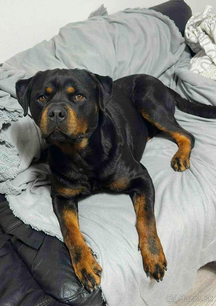 Rotvajler s PP na krytie