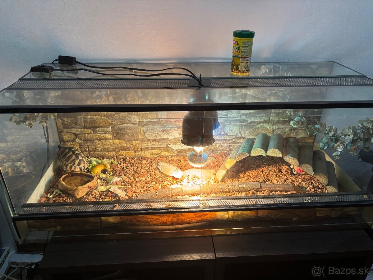 Korytnacka zelenkasta + terarium