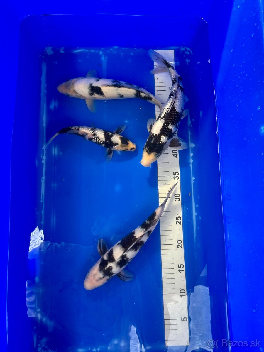 Predaj KOI Kaprov SHIRO UTSURI 30-40cm 90€