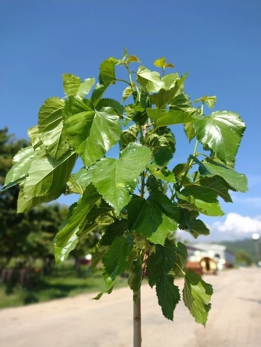 MORUŠA ČIERNA Veľkoplodá