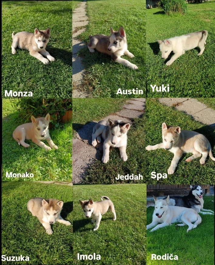Sibirsky husky