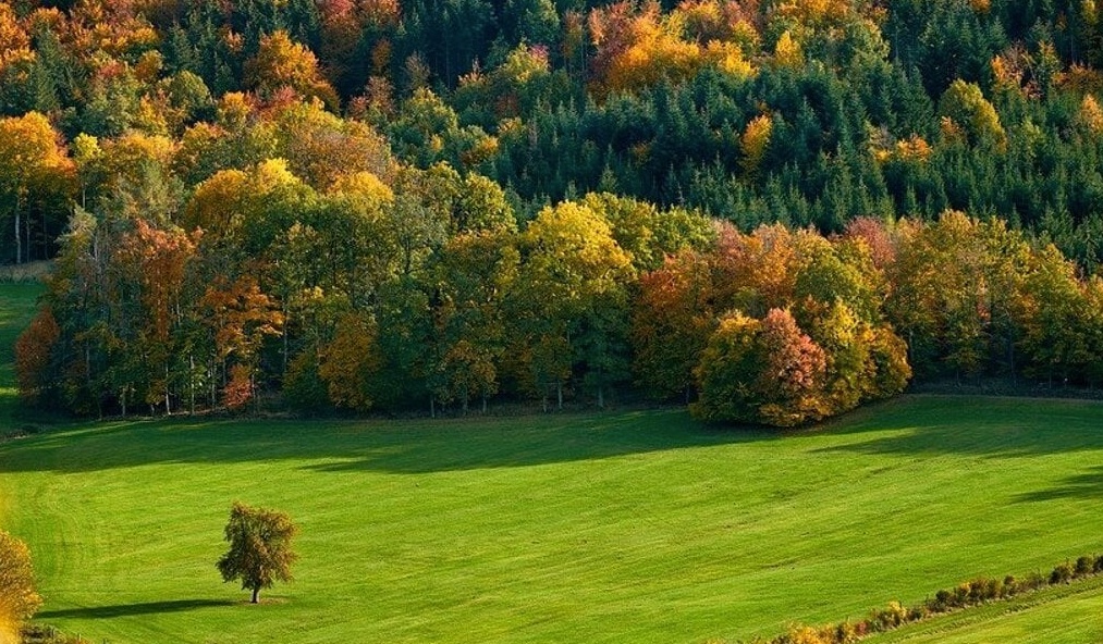 Domaníky – 8.000 m2 LESOV (Urbáru)