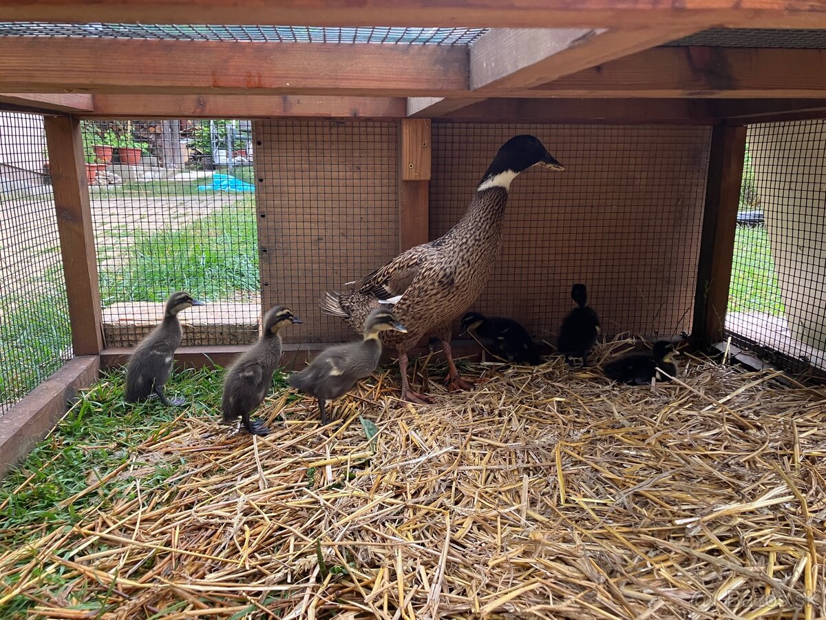 Indický bežec mláďatá