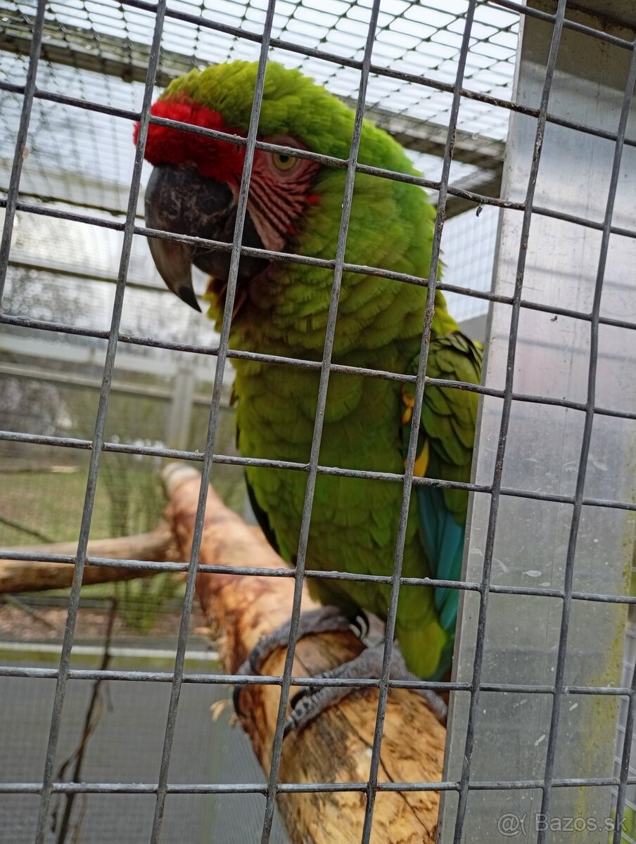 Ara Militaris Mexikana