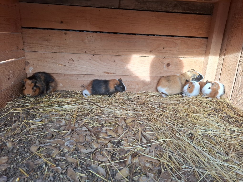 Morča , morské prasiatko, prasiatka