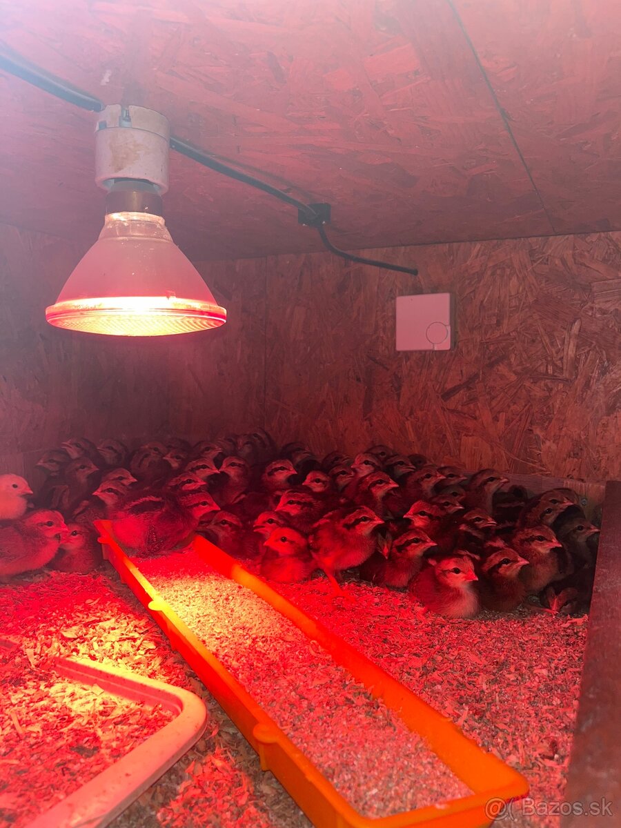 Kuriatká Vlaška jarabičia