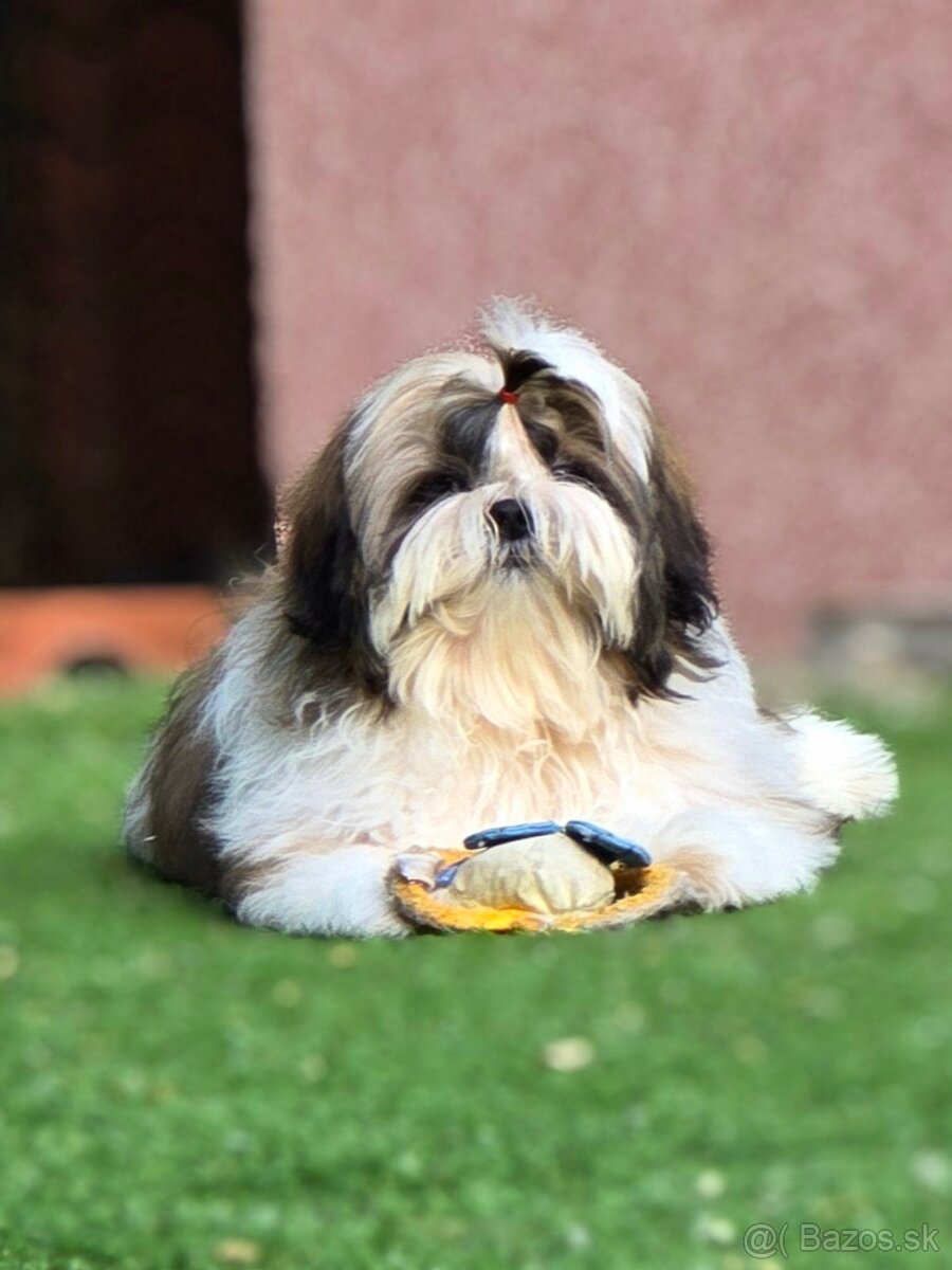 Predám šteniatka Shi tzu