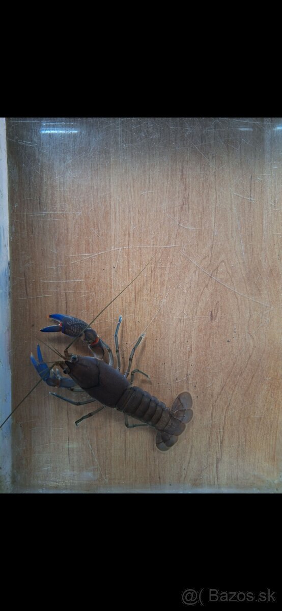 Rak cherax destructor