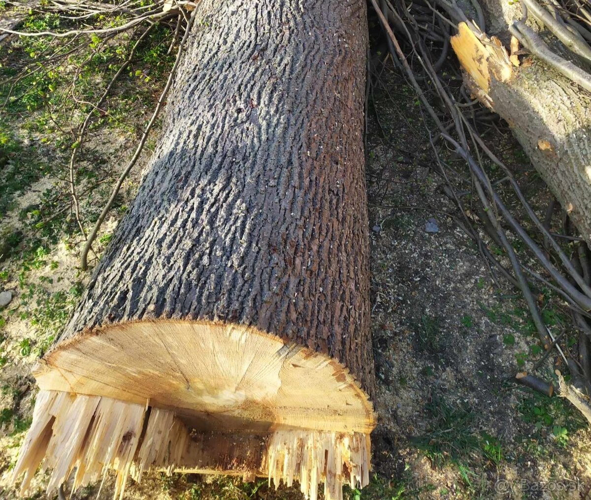 Lipové drevo