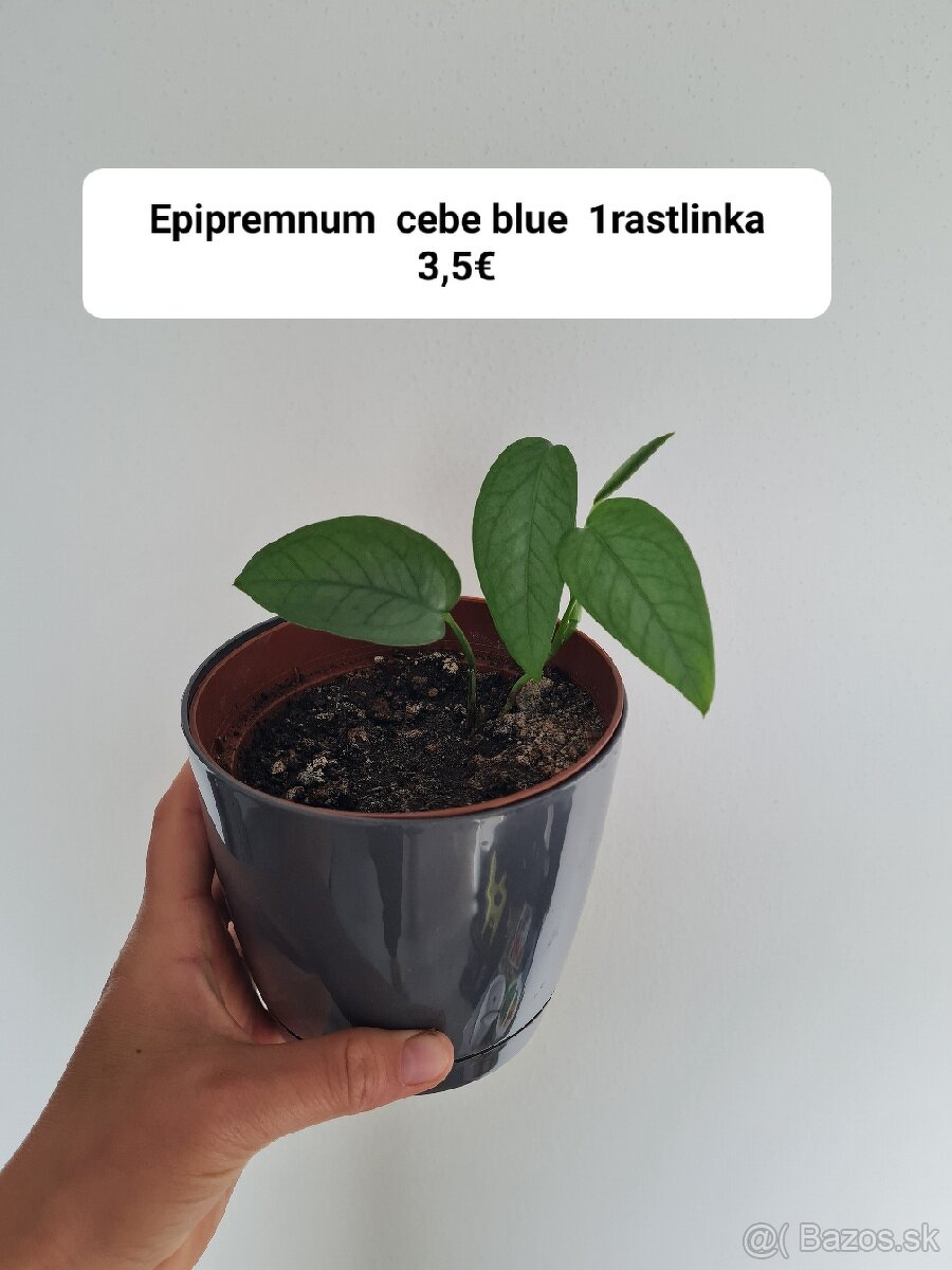 Syngonium , pothos cebe blue
