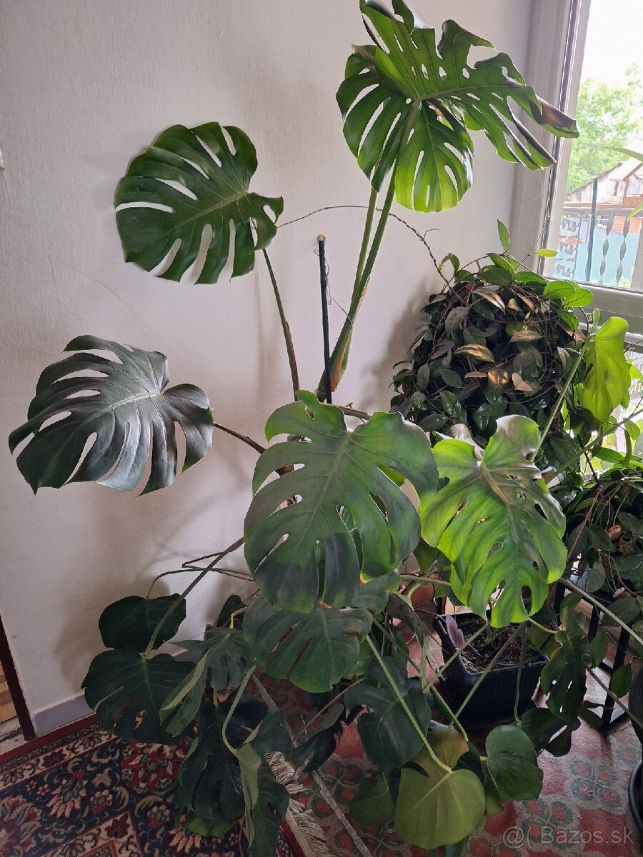 Monstera