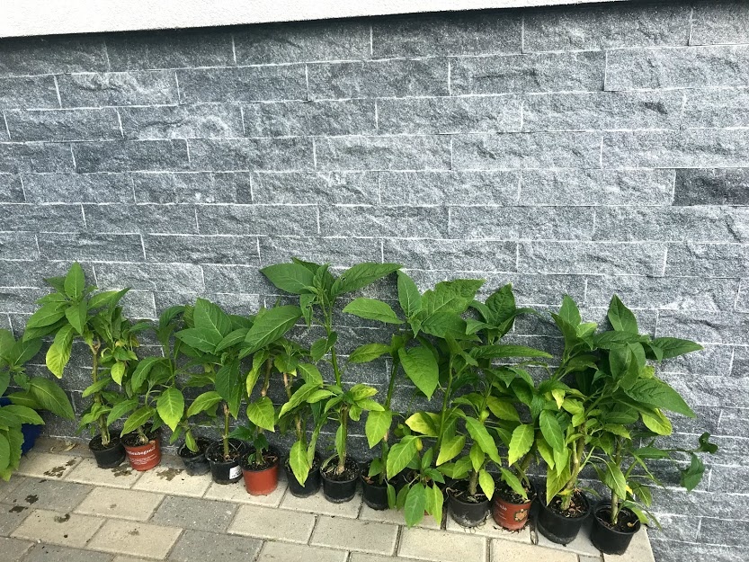 anjelská trúba - Brugmansia