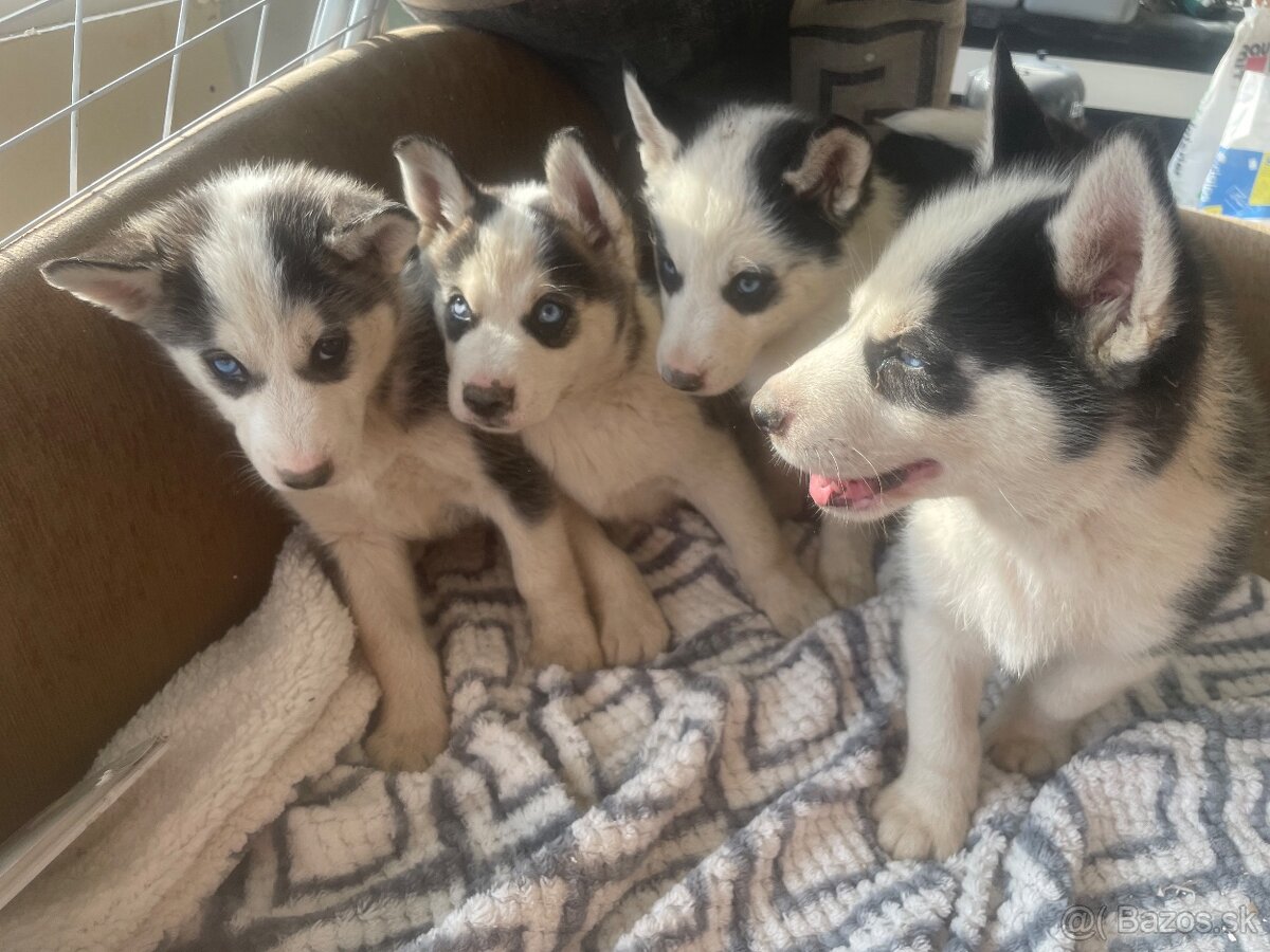 Sibírsky husky